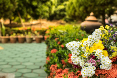 View of flowering plants in park