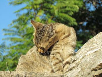 Close-up of cat against tree