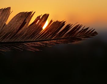 Close-up of leaf against sky during sunset