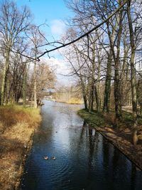 Scenic view of river amidst trees in forest against sky