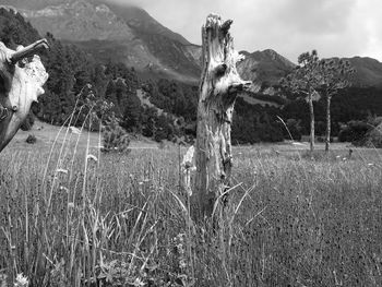 Dead plants amidst grassy field against mountain