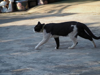 Side view of dog walking on street in city