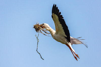 Low angle view of stork