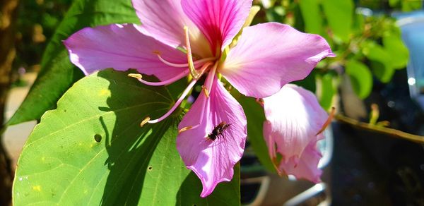 Close-up of pink flowering plant