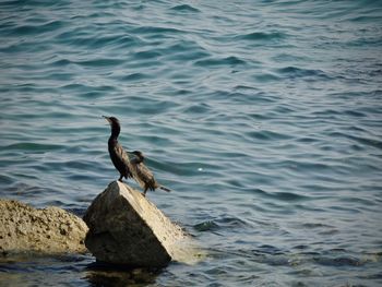 Bird perching on rock in sea