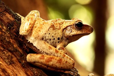 Close-up of a frog