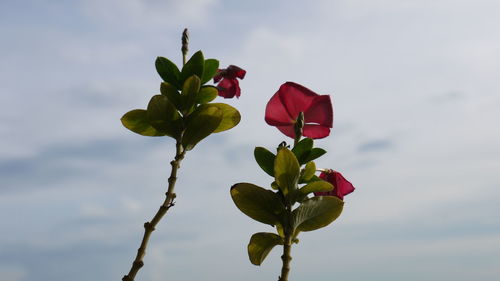 Low angle view of flowers blooming against sky