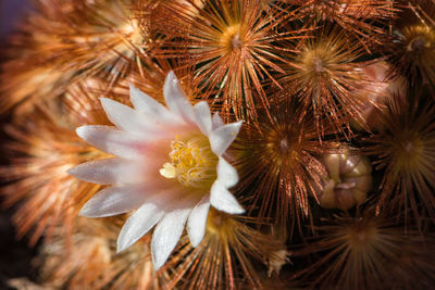 High angle view of white flowering plants