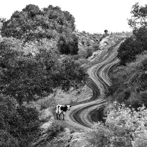 High angle view of cow standing on dirt road against clear sky