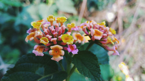 Close-up of flowers