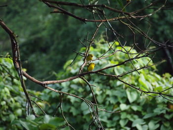 Low angle view of plant growing in forest