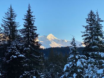 Pine trees on snowcapped mountain against sky