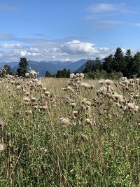 Scenic view of grassy field against sky