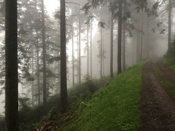 Trees in foggy weather