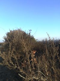 Plants growing against clear blue sky