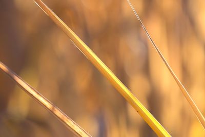 Close-up of grass growing outdoors