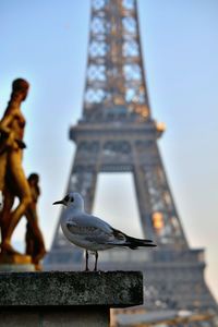 Low angle view of bird perching on tower against sky