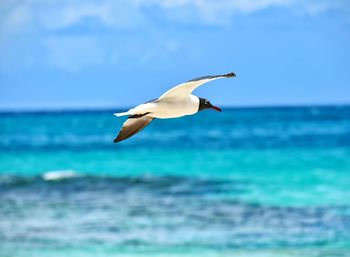 Seagull flying over sea against sky