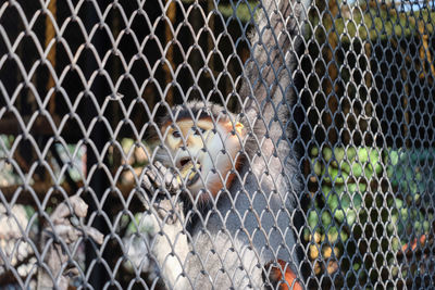 Full frame shot of chainlink fence in cage at zoo