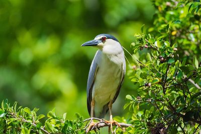 Bird perching on branch