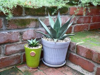 Close-up of potted plant on wall