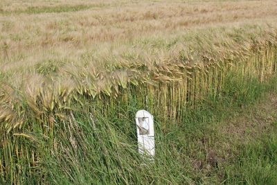 View of grassy field