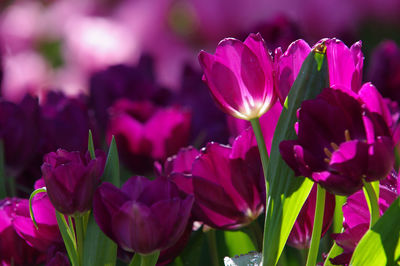 Close-up of pink flowering plants