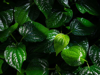 Full frame shot of wet leaves