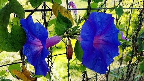 Close-up of blue flower