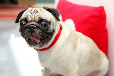 Close-up of dog looking away