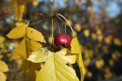 Close-up of strawberry growing on plant