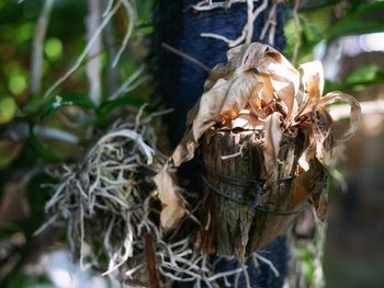 Close-up of wilted plant