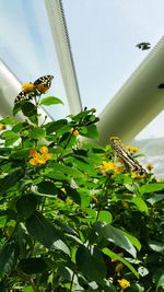 Close-up of bee pollinating on flower