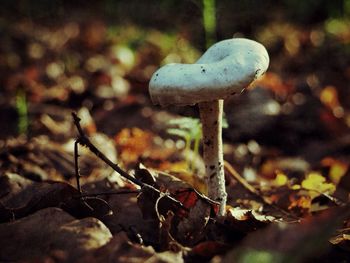 Close-up of mushroom in forest