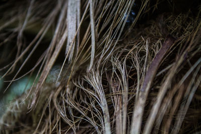 Close-up of wheat plants