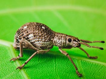 Close-up of insect on leaf