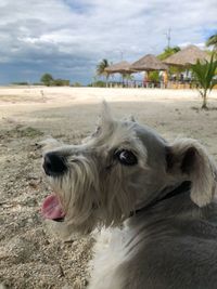 Dog on landscape against sky