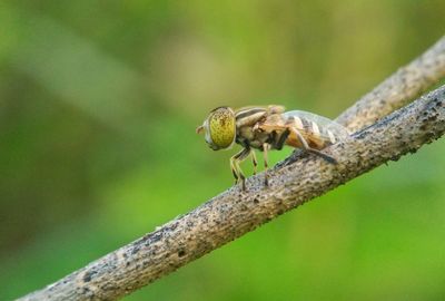 Close-up of insect on branch