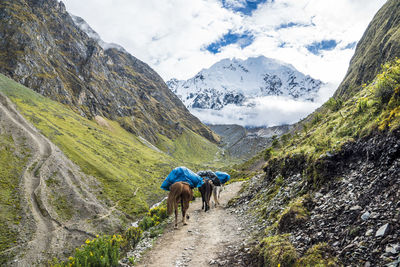 Rear view of horses walking on mountain