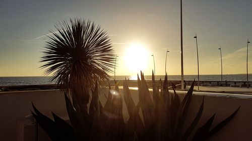 Silhouette palm trees on beach against sky during sunset