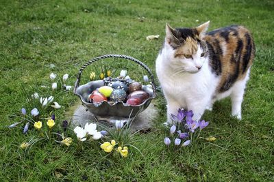 Cat standing by easter eggs and crocus flowers in lawn