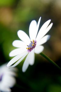 Close-up of white flowering plant