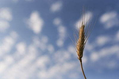 Close-up of wheat against sky