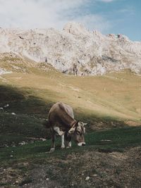 Cow grazing on mountain