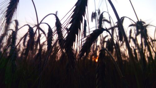 Close-up of grass growing in field at sunset
