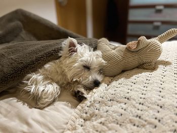 Dog relaxing on bed at home