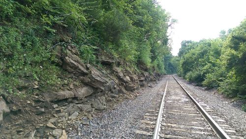 Railroad track amidst trees