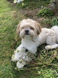 High angle view of dog relaxing on field