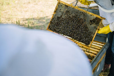 Unrecognizable crop beekeepers in protective gloves standing near hive with honeycomb and bees in apiary