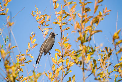 Low angle view of bird perching on plant against sky